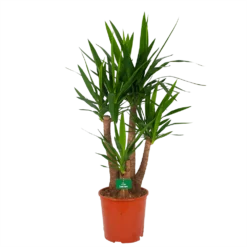 Yucca - Vertakt - Palmlelie - P30 H130 - Kamerplant