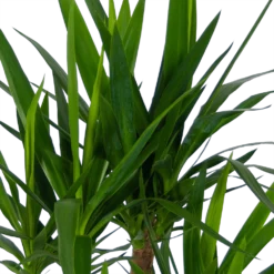 Yucca - Vertakt - Palmlelie - P30 H130 - Kamerplant -Plantenverzorging Winkel yucca vertakt palmlelie p30 h130 kamerplant 4