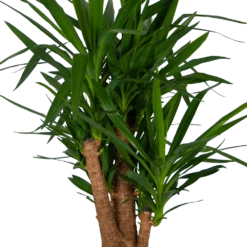Yucca - Vertakt - Palmlelie - P34 H140 - Kamerplant -Plantenverzorging Winkel yucca vertakt palmlelie p34 h140 kamerplant 4