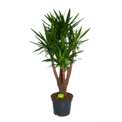 Yucca - Vertakt - Palmlelie - P35 H150 - Kamerplant
