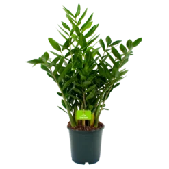 Zamioculcas Zamiifolia - Emerald Palm - P24 H90 - Kamerplant